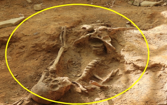 화살머리고지에서 발굴된 완전유해(두개골 등 10점) 모습 / 국방부