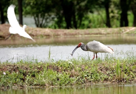 우포 따오기 쉼터에서 먹이를 먹고 있는 따오기 / 환경부