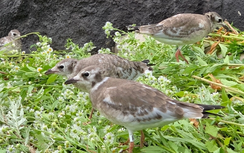 인공육추 중인 검은머리갈매기 / 환경부