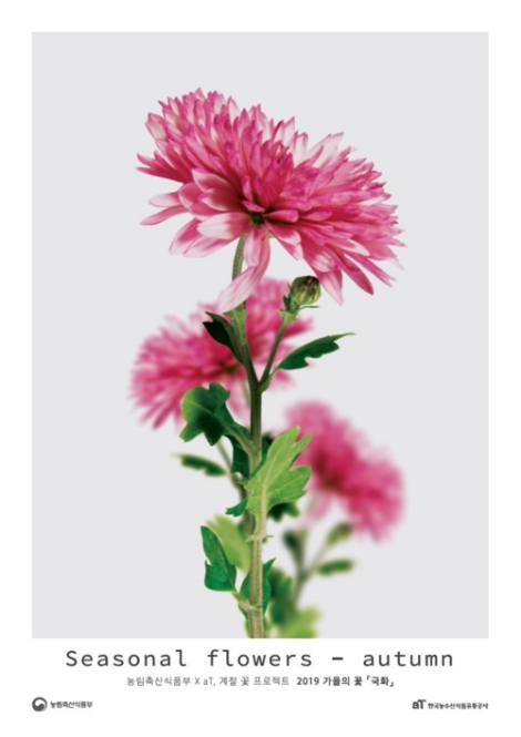 aT가 '계절 꽃 프로젝트'의 2019 가을 꽃과 식물을 발표했다. 사진=aT