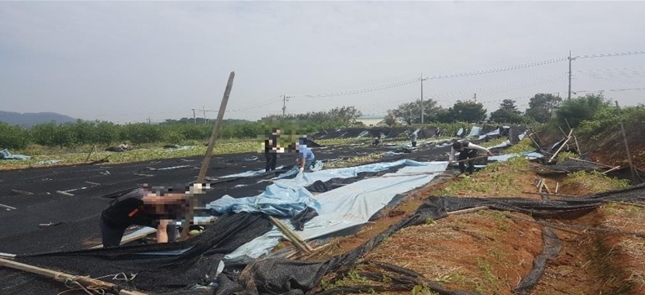 사회봉사대상자들이 태풍피해 농가 복구작업을 하고 있다.(사진제공=인천서부준법지원센터)