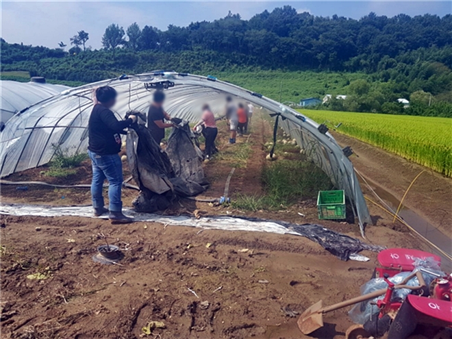 사회봉사대상자들이 농촌일손돕기를 하고 있다.(사진제공=창원준법지원센터)