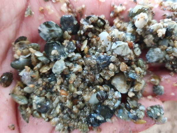 경기도, 바지락 치패(새끼조개) 80만 마리 방류