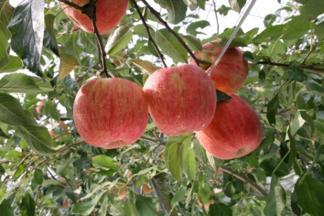 aT가 이달의 제철농수산물로 사과를 선정했다. 사진=aT