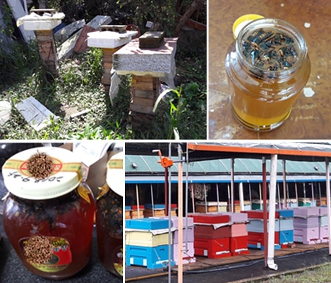 말벌꿀 제품 및 양봉농가.(사진제공=부산식약청)