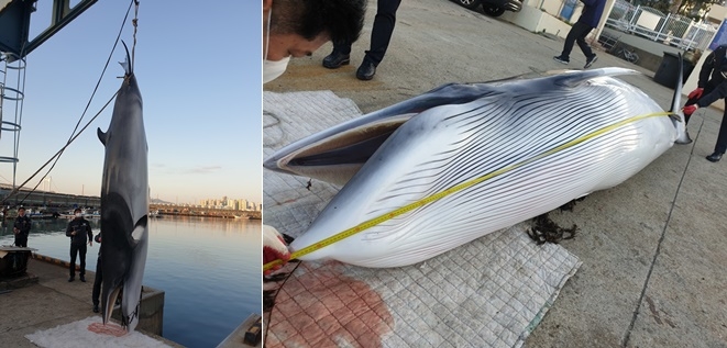 죽은 채 발견된 밍크고래.(사진제공=부산해양경찰서)