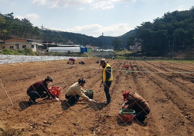 사회봉사대상자들이 농촌일손돕기를 하고 있다.(사진제공=안동준법지원센터)