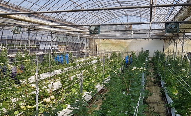 사회적거리두기 등 실천으로 농촌일손돕기를 하고 있다.(사진제공=창원준법지원센터)