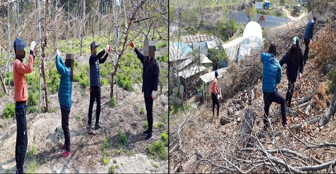 사회봉사대상자들이 농촌일손돕기를 하고 있다.(사진제공=충주준법지원센터)