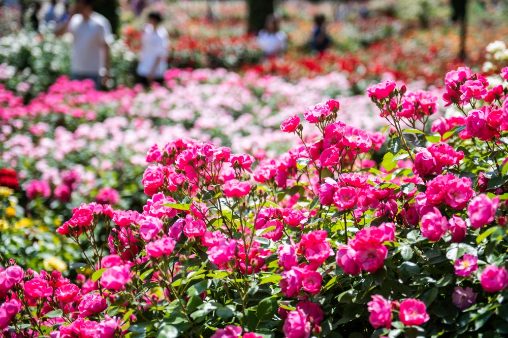 에버랜드, 로즈가든에 '꽃의 여왕' 장미 만개