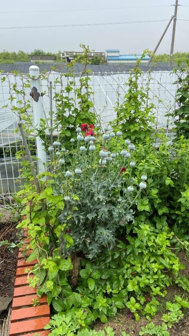 주택에서 재배하고 있는 양귀비.(로이슈DB)