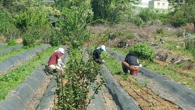사회봉사대상자들이 지역농가 일손돕기를 하고 있다.(사진제공=부산준법지원센터)