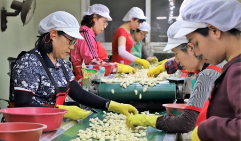 aT, 정부비축마늘 2000톤 해외수출용 공급 최초 추진