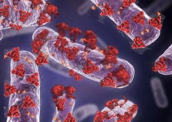 라파스, 마이코박테리아 이용 코로나19 예방 백신 개발 본격화