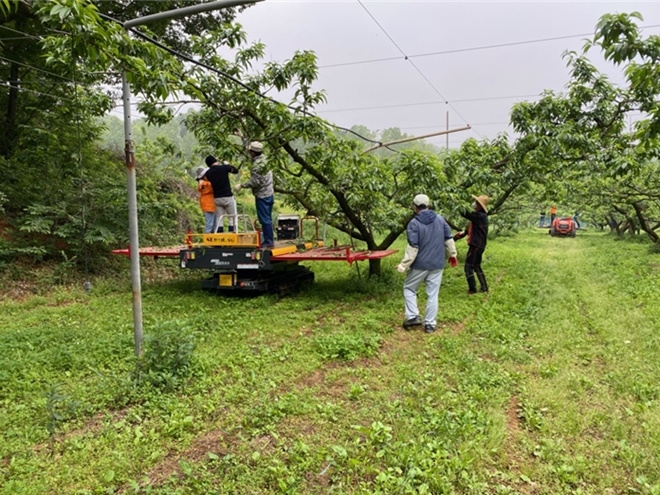 사회봉사명령대상자들이 농가 일손돕기를 하고 있다.(사진제공=전주준법지원센터)