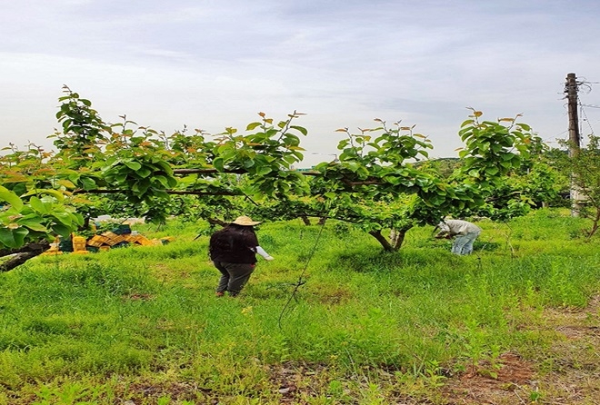 사회봉사대상자들이 배 농가에서 일손을 돕고 있다.(사진제공=서울준법지원센터)