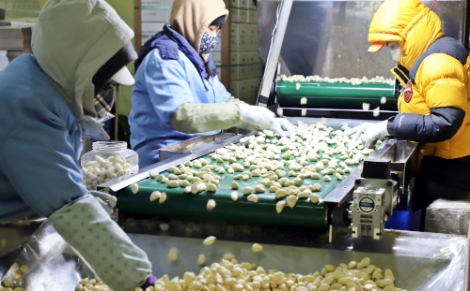 aT "과잉생산 마늘 수급안정 위해 깐마늘과 피마늘 본격 수출"