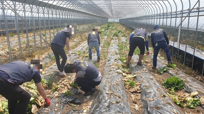 벌금미납 사회봉사자들이 농가에서 일손을 돕고 있다.(사진제공=원주준법지원센터)