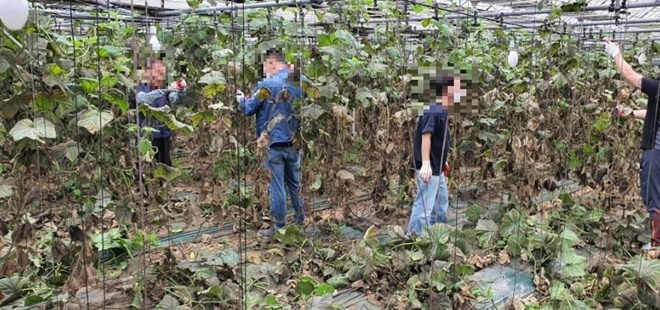 사회봉사대상자들이 오이하우스 철거작업을 돕고 있다.(사진제공=부산준법지원센터)