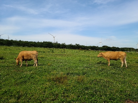 서귀포시축협 보들결 한우 방목목장 전경. 사진=농협경제지주
