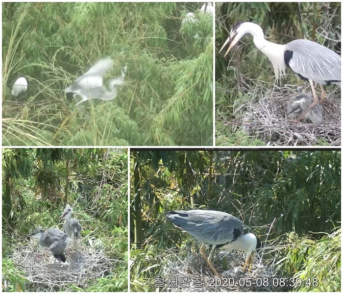 (사진위부터 시계방향)마지막 이소날개장면/둥지보수가지물어오기/첫 먹이주는 모습/둥지에 새끼들만 있는 모습.(사진제공=울산시)