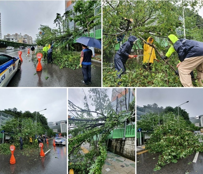 30일 우천 강풍으로 인한 나무가 쓰러지면서 방음벽 등 파손.(사진제공=부산경찰청)