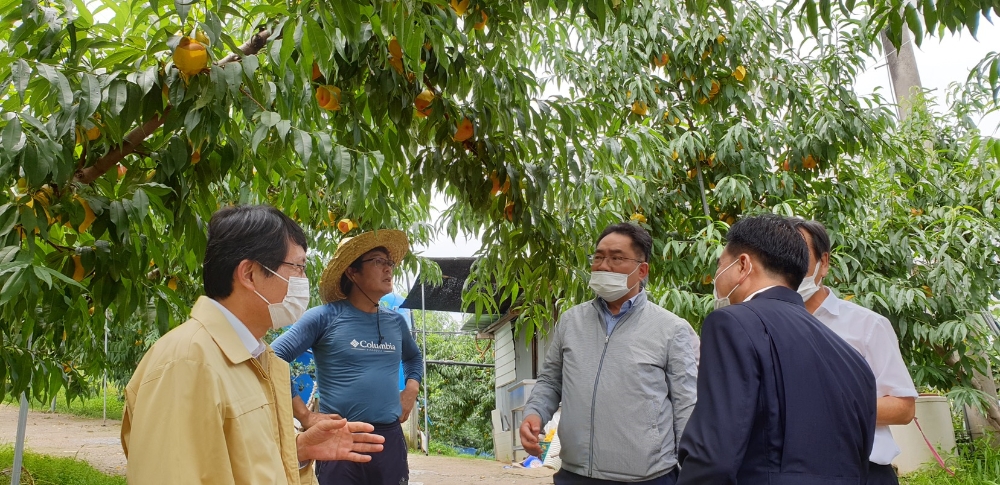 NH농협은행, 세종지역 복숭아 산지 및 유통현장 방문 실시