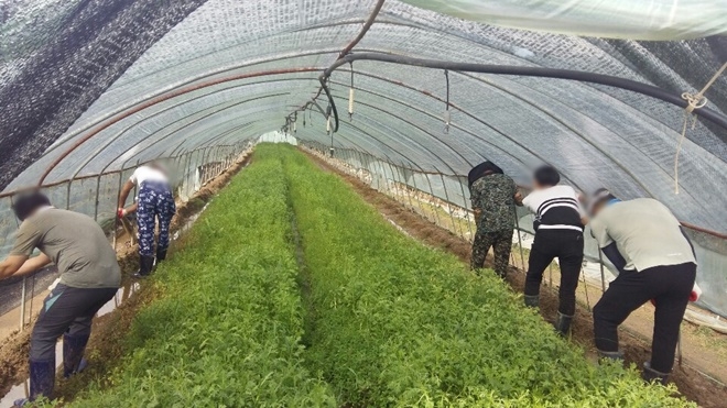 사회봉사대상자들이 비닐하우스 철거 및 복구 작업을 하고 있다.(사진제공=부산준법지원센터)