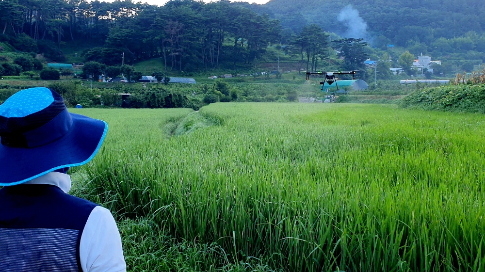 드론활용 벼 병해충 항공방제.(사진제공=부산 기장군)