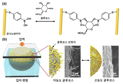 글루코스 측정 메커니즘 및 센서 작동 모식도. 사진=한국연구재단