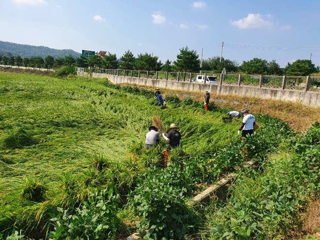 사회봉사대상자들이 쓰러진 벼 세우기를 하고 있다.(사진제공=안동준법지원센터)