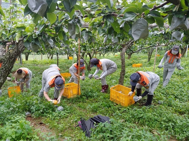 여성의용소방대원들이 배 낙과 과수농가에서 피해복구 봉사활동에 구슬땀을 흘리고 있다.(사진제공=온산소방서)