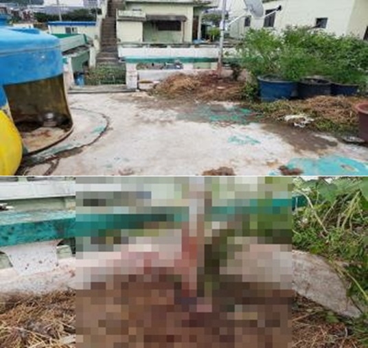 키우던 풍산개를 망치로 떄려 숨지게 한 현장.(사진제공=부산경찰청)