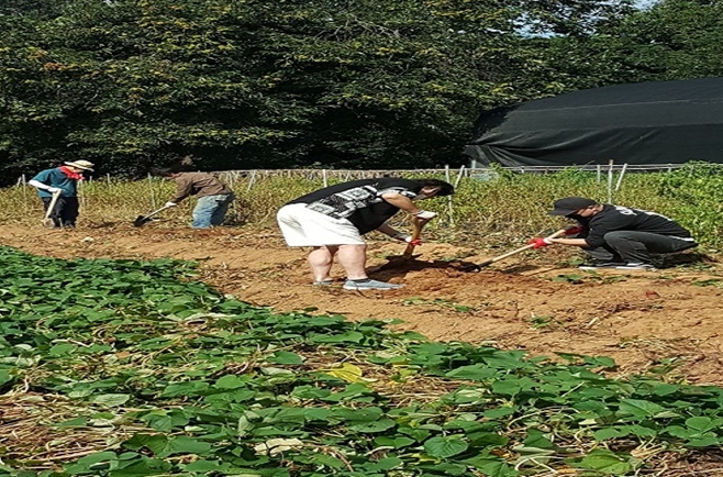 사회봉사대상자들이 일손이 필요한 고령농가를 찾아 고구마 수확을 돕고 있다.(사진제공=서울서부준법지원센터)