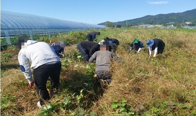 사회봉사자들이 강화군 불은면 소재 농가에서 잡초로 뒤덮인 고구마밭을 정리하고 있다.(사진제공=인천서부준법지원센터)