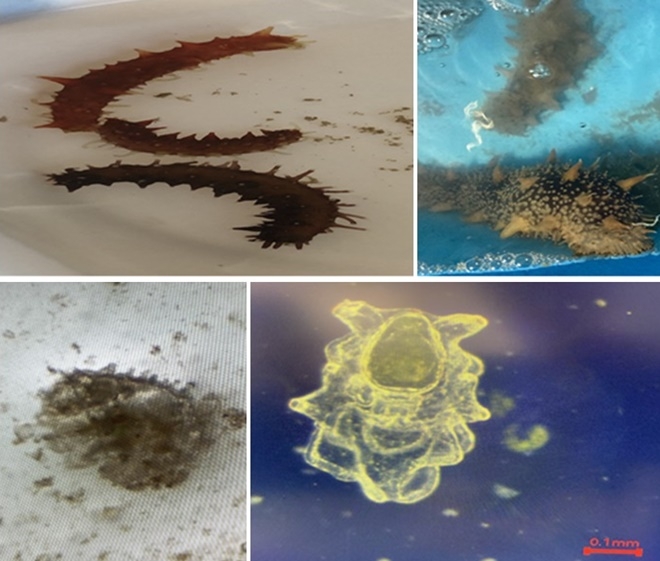 (사진위부터 시계방향) 어린해삼/해삼방란·방정/해삼부유유생/해삼착저유생.(사진제공=기장군)