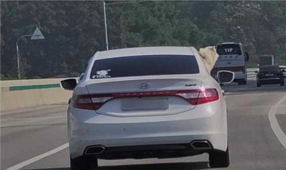 애견을 두고 운전을 하면 도로교통법 제156조 제1호에 의거 20만 원 이하의 벌금이나 구류 또는 과태료의 처분을 받을 수 있다.(사진제공=자동차10년타기시민연합)