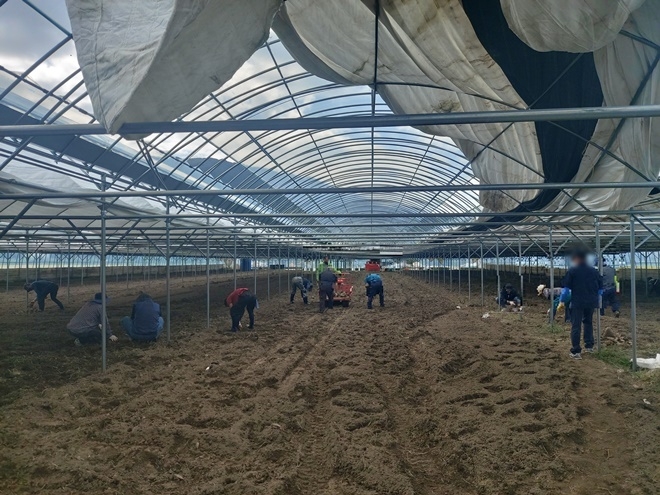 사회봉사대상자들이 영세농가의 애호박갈이 일손돕기를 하고 있다.(사진제공=진주준법지원센터)