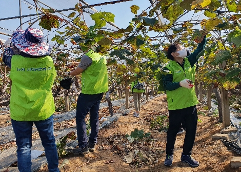 농협상호금융 박학주 자산운용본부장(오른쪽)과 직원들이 6일 경기 화성시에 위치한 포도농가에서 포도 가치지기 작업을 하고 있다. 사진=농협