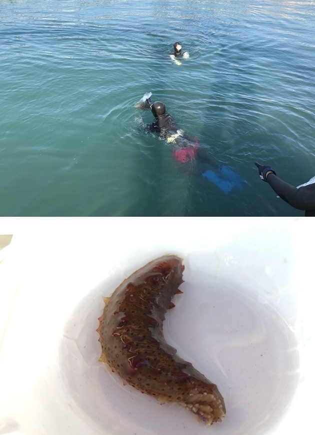 10월 13일 오전 기장군 해조류육종융합연구센터가 어린 해삼 2만미를 방류.(사진제공=부산 기장군)