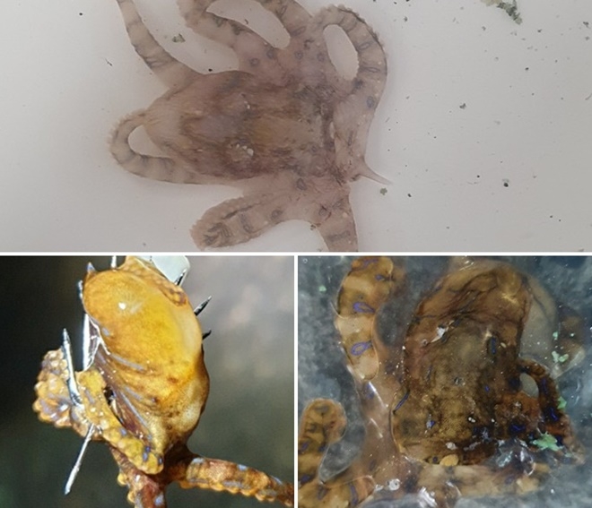 파란고리문어.(사진제공=울산해양경찰서)