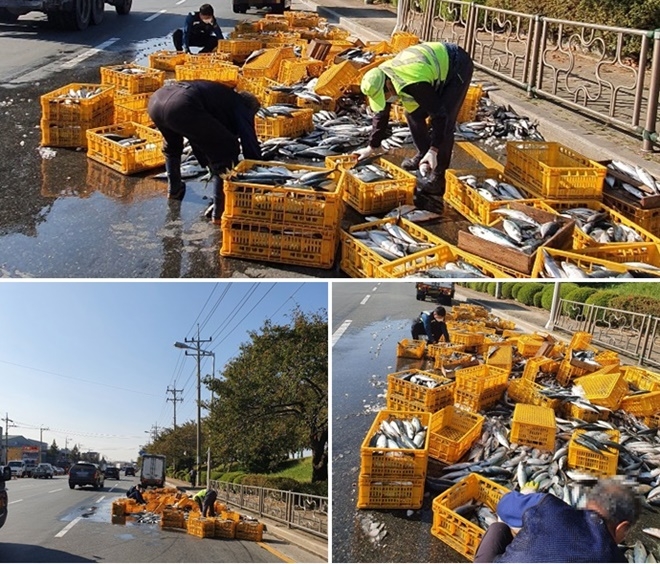 김서현 경사 등이 도로에 쏟아진 고등어를 박스에 담고 있다.(사진제공=부산경찰청)
