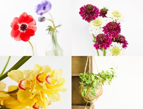 aT, 올해의 겨울 꽃과 식물로 아네모네, 심비디움 등 선정발표