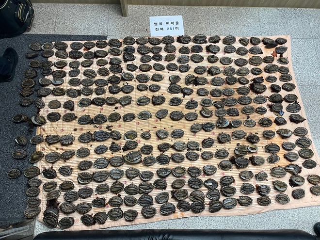 불법채취한 전복 281미.(사진제공=울산해양경찰서)