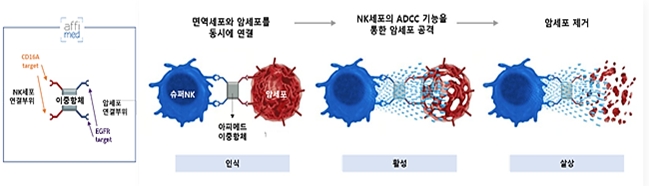 엔케이맥스, ‘표적형 NK면역항암제’ 美FDA 미팅 완료