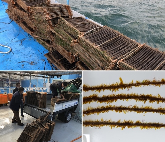 (사진위부터시계방향) 해상 가이식 완료된 미역종자/미역종자/본양성 연구를 위한 채묘틀 배분.(사진제공=부산 기장군)