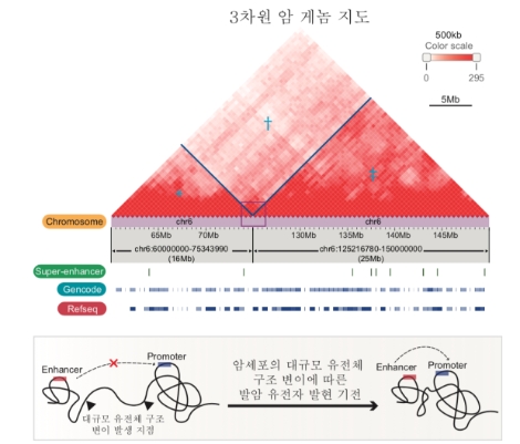 3차원 암 게놈 지도 해독을 통한 유전자 조절 기능 규명. 사진=KAIST