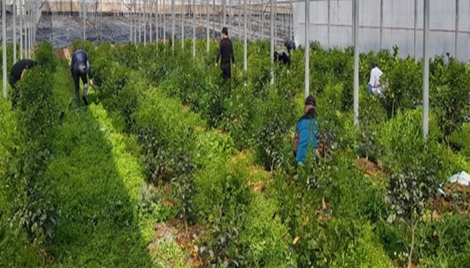 5일 제줏시 한경면 4·3사건 희생자 유족의 고령농가 사회봉사.(사진제공=제주보호관찰소)