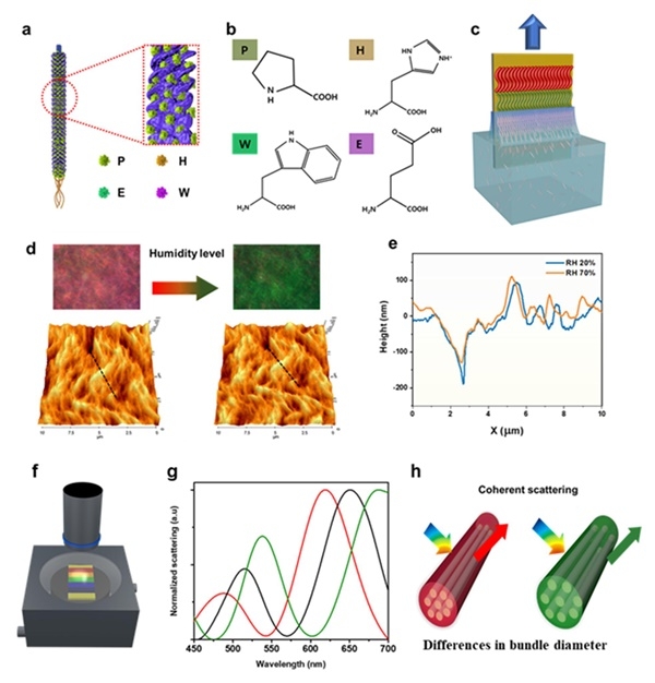 나노-바이오 전자코의 감지부 역할을 하는 파지 기반 색 필름 동작 원리.