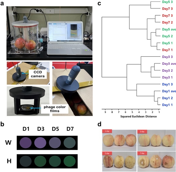 실제 과일을 사용해 분석한 신선도 변화.(제공=부산대)
